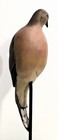 Life Size BRAD FALKINBURG VERTICAL MOURNING DOVE CARVING Wood Bird Sculpture  — photo 7