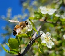 Littlehip Hawthorn | 5 Seeds | Crataegus Spathulata | Florida Native Tree | Wild