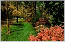 Vtg Postcard Azalea Park Summerville, SC Summerville, SC 1960s