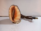 Vintage Bull's Mouth Helmet Conch Shell Table Top Lamp Light — Real Seashells — photo 1