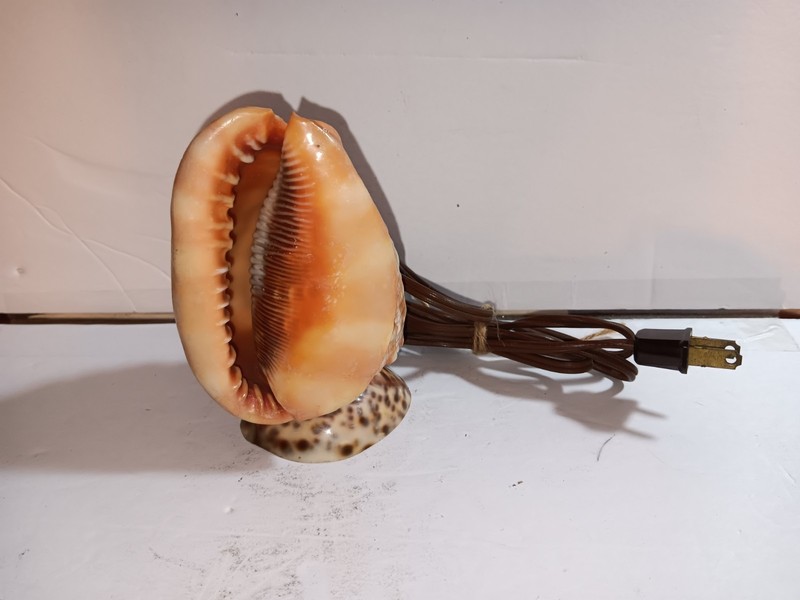 Vintage Bull's Mouth Helmet Conch Shell Table Top Lamp Light — Real Seashells