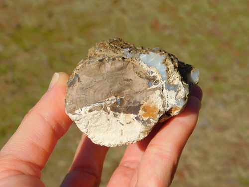 Petrified Wood Fossil Log Specimen 348g from Wyoming for Lapidary and Collection - Picture 8 of 17
