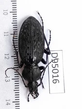 D95016-insects Carabidae from Vietnam Central