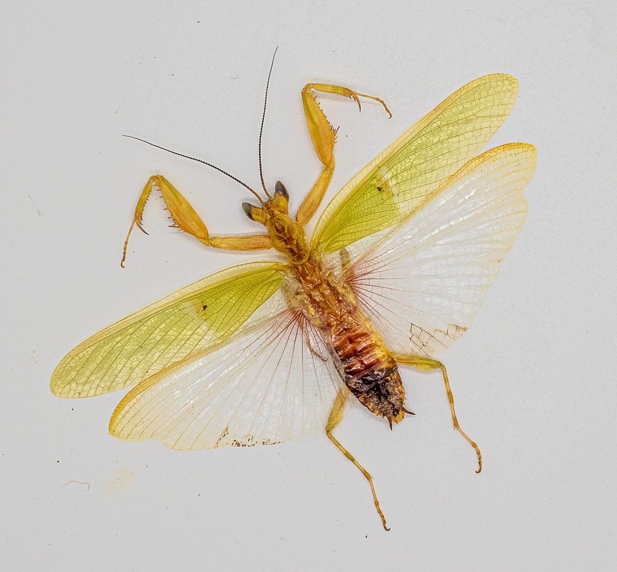 標本 Peru Mantodea sp. 44mm s-l1200.jpg