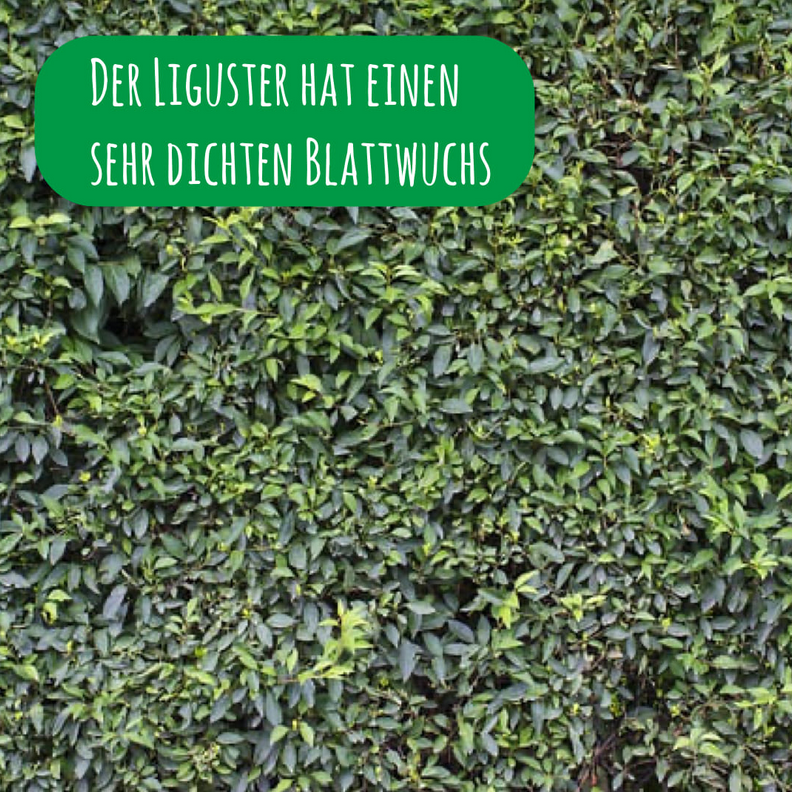 Wintergrne Ligusterhecke (3 - 15m) - Versandfreie Lieferung - Topfware |  eBay.de