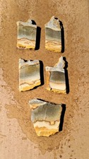 Chicken Track Picture Jasper Slabs 5pc Lot