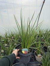Kniphofia Flamenco Hardy Red Hot Poker Plant 3L Pot UK Grown