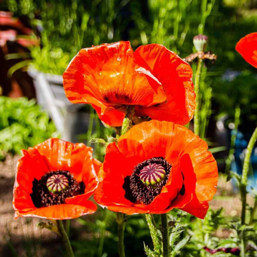 Poppy PRINCE OF ORANGE Red Flowers Oriental Perennial Poppies Non-GMO 500  Seeds!