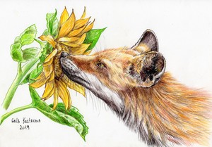 Fox-And-Sunflower-original-watercolor-pencils-animal-drawing-pet-dog-fox-vixen