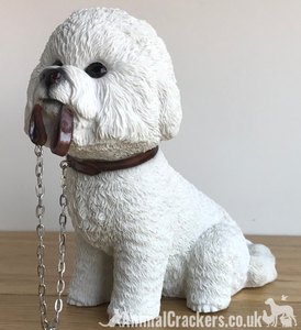 large bichon
