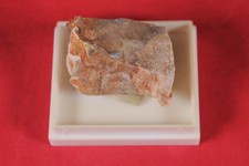*Fossiles Holz*in Kleinstufen-Dose*Rohstein*Edelstein*Heilstein*