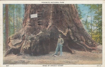 Postkarte Yosemite Nationalpark Basis des Grizzlyriesen [Mammutbaum] Meine Ref PE