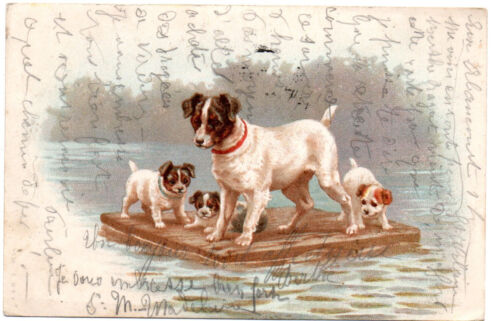 cpa famille de chiens sur un radeau - rivière - Photo 1/2