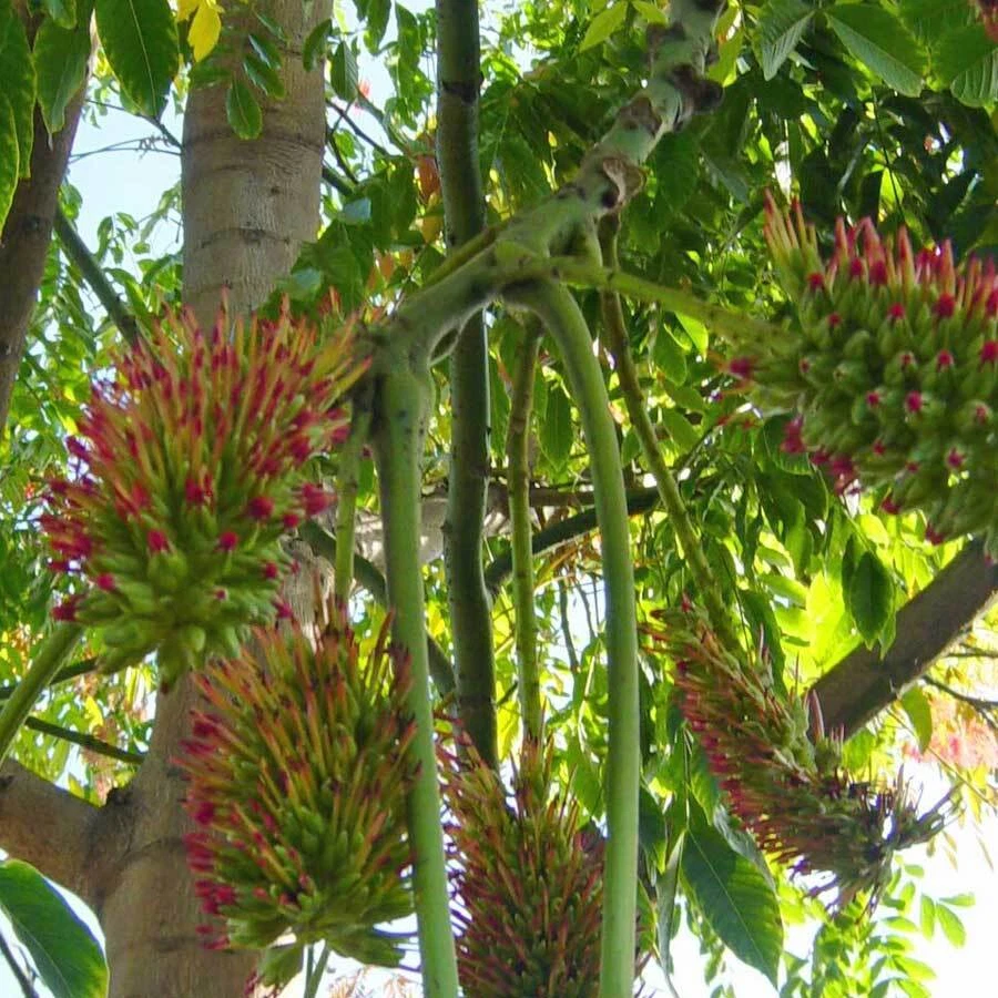 Acrocarpus Fraxinifolius Tree 500 Seeds, Pink Cedar Erosion Control Fodder - Image 2 of 4