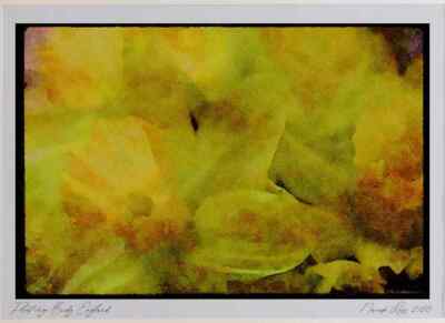 Wild Flowers Plants 013002 Daffodils Close Up  Limited Edition Watercolour Prin