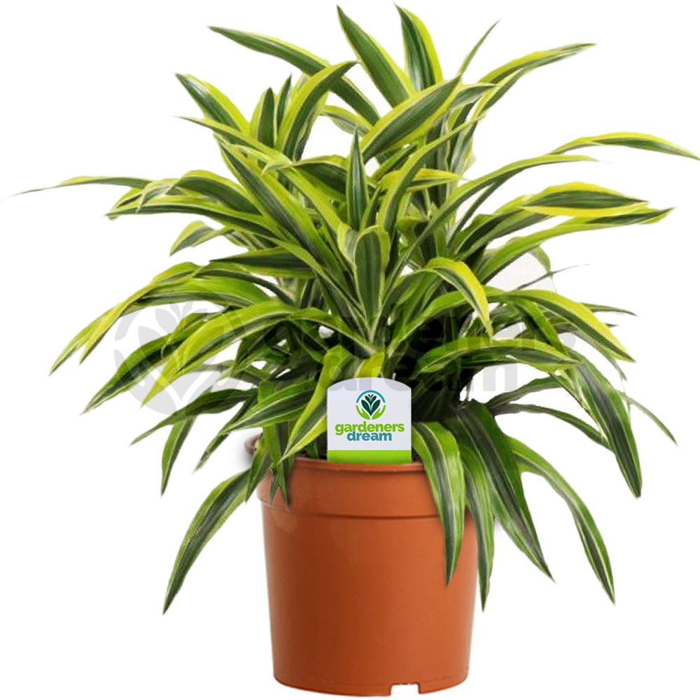 Dracaena Surprise - 1 Plant - House / Office Live Indoor Pot Plant Tree