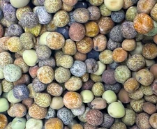 Roveja Pea Seeds | Heirloom