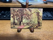 The Hall of Mosses Nature Trail in Hoh Valley of Olympic National Park Postcard