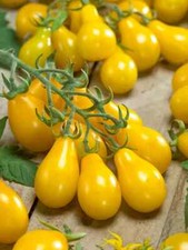 30 YELLOW PEAR TOMATO SEEDS ~ 2026 ~ heirloomseedguy ~ USA