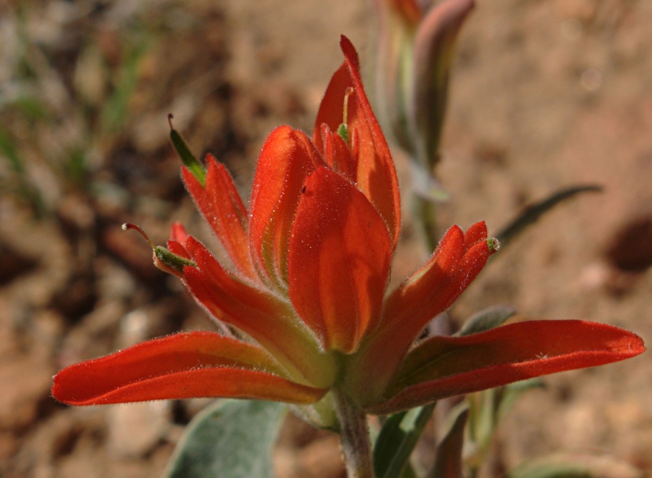 Castilleja integra | Wholeleaf Indian Paintbrush | Squawfeather | 500_Seeds