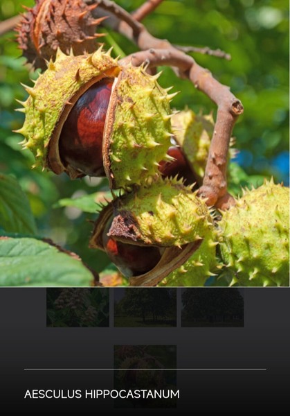 Castaño de Indias – Árbol  Autóctono Aesculus Hippocastanum + Sustrato Incluido