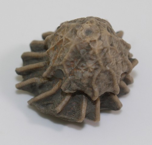 Crinoide, Glyptocrinus decadactylus, Ordovizium, Maysville, Kentucky, USA -f854 - Picture 3 of 6