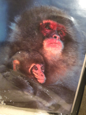 NEW 12 One Design Nature BLANK Notecards 5'' x 7'' + envelopes:  SNOW MONKEY BABY