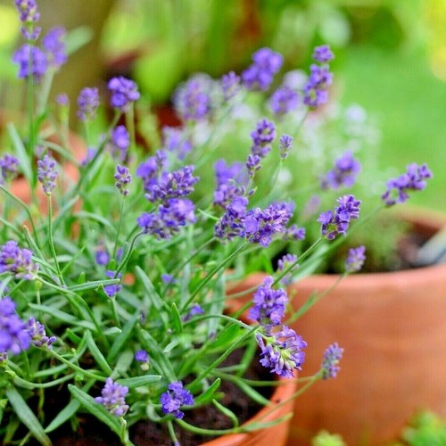 Lavender Potting Soil Compost English & French Lavendar Plant 133