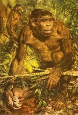 PITHECANTHROPUS or Java Man - Print By Z Burian 1960 VF 9 1/2 x 13 1/4" sheet