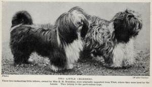 Tibetan Spaniel / Terrier - 1934 Vintage Dog Art "Photo" Print - CUSTOM MATTED