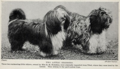 Tibetan Spaniel / Terrier - 1934 Vintage Dog Art ''Photo'' Print - CUSTOM MATTED