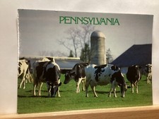 Holstein Cows Grazing: Amish Country, PA - Vintage Postcard