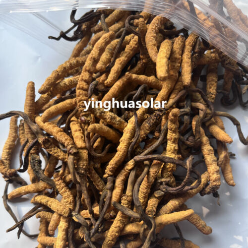 Cordyceps sauvages entiers de l'Himalaya Sinensis | 5 grammes | Meilleur prix ! | Livraison gratuite - Photo 1/1