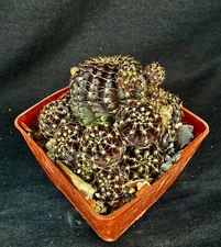 Lobivia arachnacantha, cactus plant