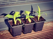 3 x Musa Basjoo Hardy Banana Plug Plants