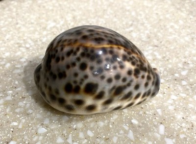 Large Tiger Cowrie Cypraea Tigris Leopard Pattern Seashell 3.5  Shell
