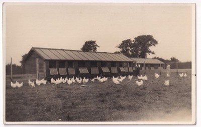  RPPC Postkarte Geflügel Bauernhof Landwirtschaft Hühner weiße Beinhörner Sozialgeschichte