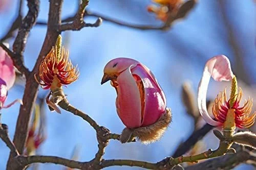 5 Yulan Magnolia Tree Seeds to Plant Spring Buds Look Like Pink