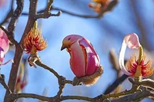5 Yulan Magnolia Tree Seeds to Plant Spring Buds Look Like Pink Birds