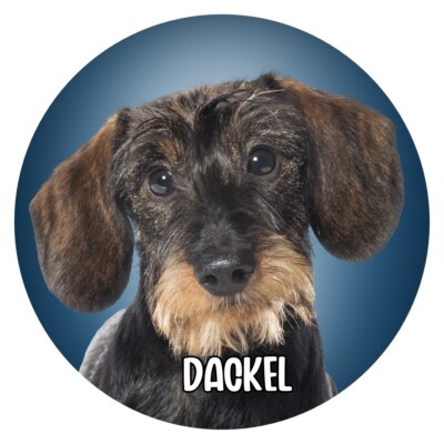 Hunde Aufkleber Sticker rund 10 cm Konturgeschnitten Hunde: Dackel Teckel 03