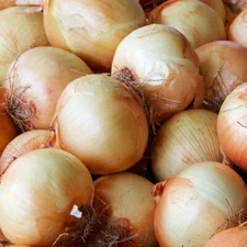 Onion Yellow Spanish Seeds 200+ Sweet Vegetable Heirloom NON-GMO FREE SHIPPING