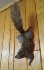 Eastern Climbing Gray Squirrel Wall Mount Taxidermy