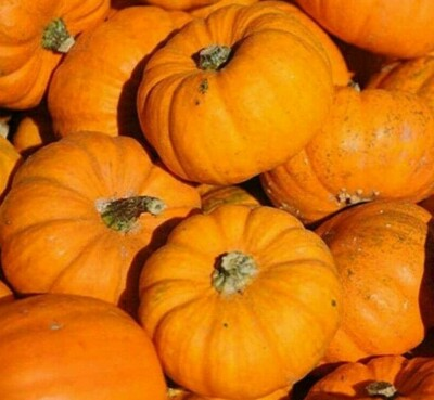 #ad PUMPKIN SEEDS 20 JACK BE LITTLE VEGETABLE garden DECORATIVE FREE SHIPPING $2.10