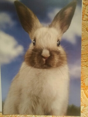 1 American Greetings Card Cute Adorable Rabbit It's Easter EARS To You!