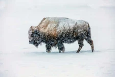 Bison in snow, Yellowstone National Park, Wyoming Art Wolfe Fine Art Print 11x14