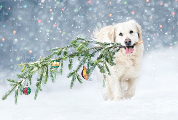 Weihnachten Unverpackte Weihnachtskarten Mit Briefumschlag Labrador Retriever-image