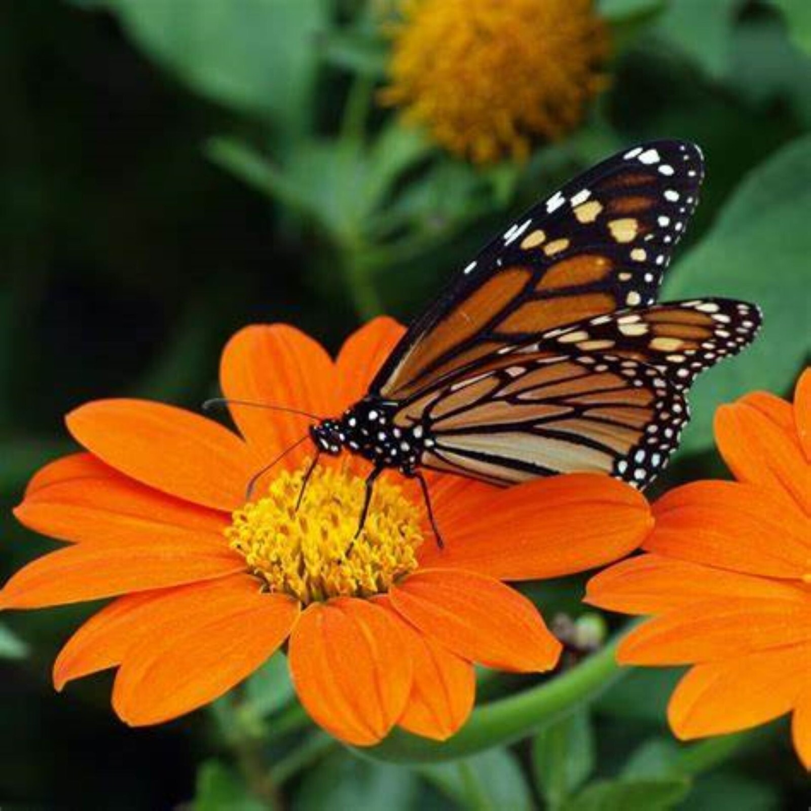 TITHONIA GOLDFINGER - 25 x seeds - mexican sunflower - orange flowers