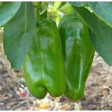 50+ Big Bertha Sweet Pepper Seeds - Non GMO - HEIRLOOM - ORGANIC - RARE - FRESH