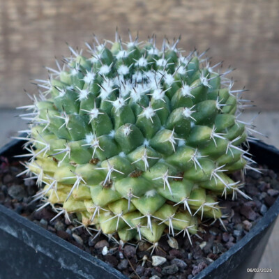 A8165 MAMMILLARIA COMPRESSA pot10-H8-W10 cm MaMa Cactus | eBay