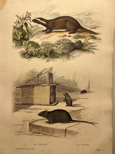 Mouse 1856 Antique Hand-colored Illustration Animals Watercolors Steel Engraving